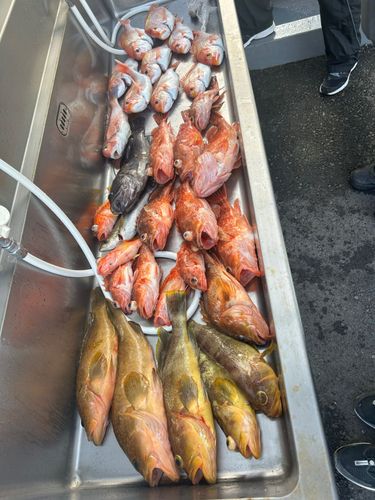 スルメイカの釣果