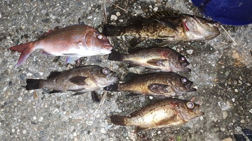 メバルの釣果