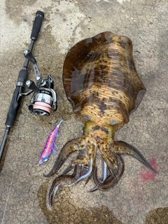 アオリイカの釣果