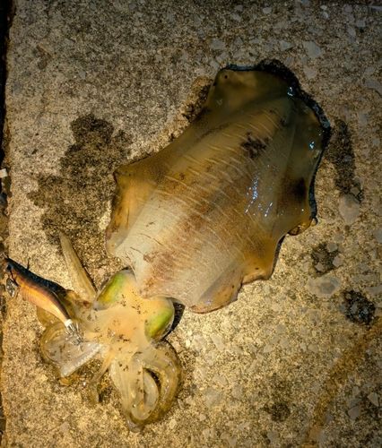 アオリイカの釣果