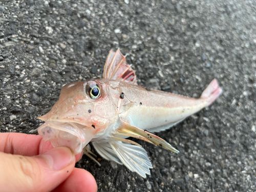 ホウボウの釣果