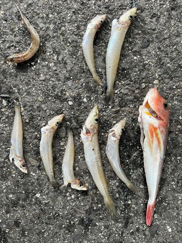 キスの釣果