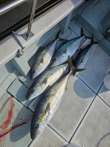 ヒラマサの釣果