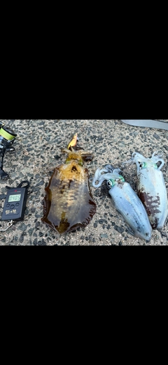 アオリイカの釣果