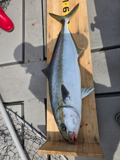 ヒラマサの釣果