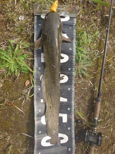 ナマズの釣果