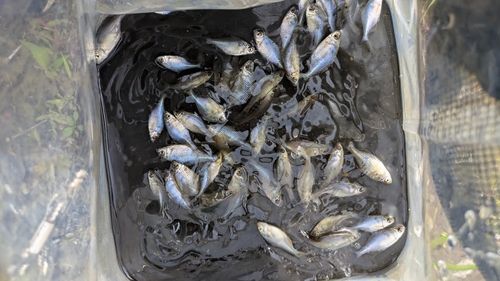 タイリクバラタナゴの釣果