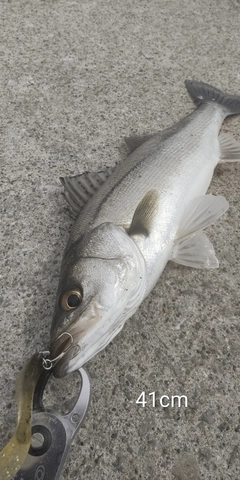 シーバスの釣果