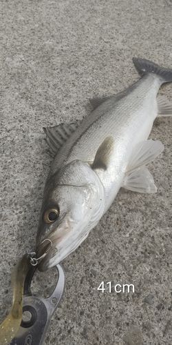 シーバスの釣果