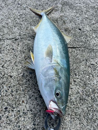 ハマチの釣果