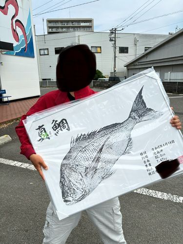 マダイの釣果