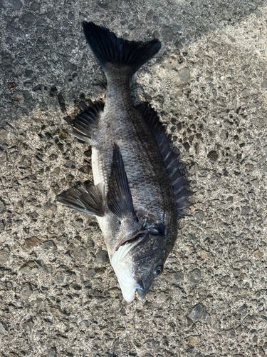 クロダイの釣果