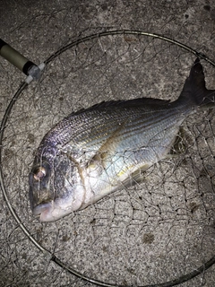 ヘダイの釣果