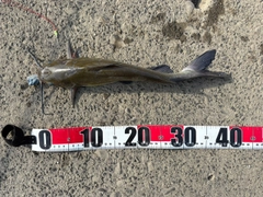 アメリカナマズの釣果