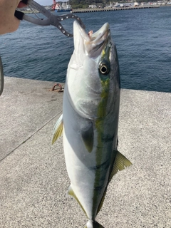 ワラサの釣果