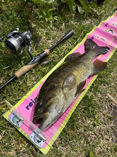 スモールマウスバスの釣果