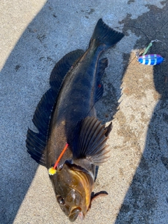 アブラコの釣果