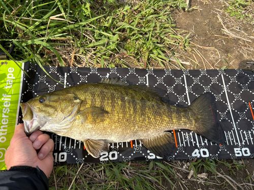 スモールマウスバスの釣果