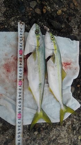 ツバイソの釣果