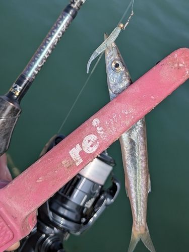 アカカマスの釣果