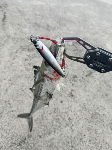 サゴシの釣果