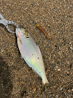 コノシロの釣果