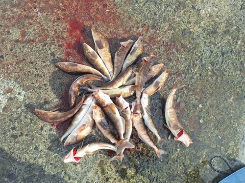 ホッケの釣果