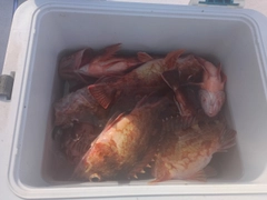 カサゴの釣果