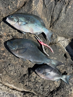 グレの釣果