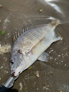 キビレの釣果