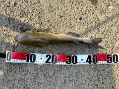 アメリカナマズの釣果