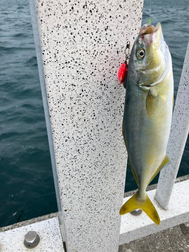 ハマチの釣果