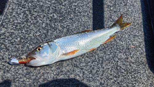 ハスの釣果