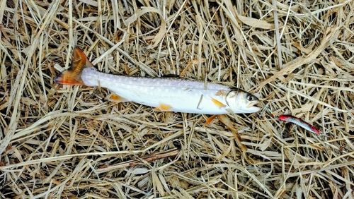 アメマスの釣果