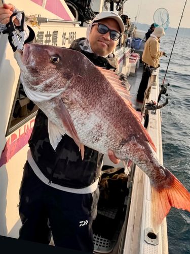 マダイの釣果