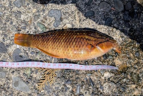 アカササノハベラの釣果