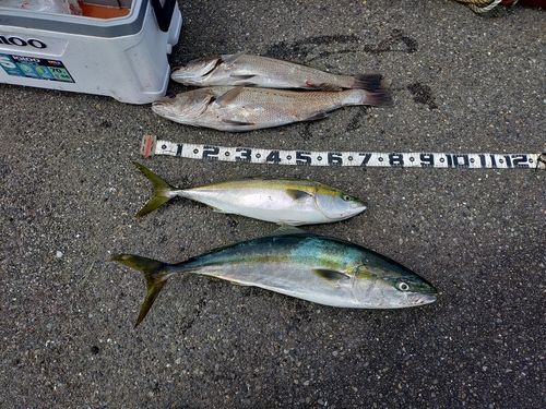 ブリの釣果