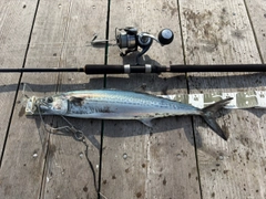 サゴシの釣果