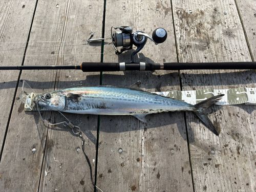 サゴシの釣果