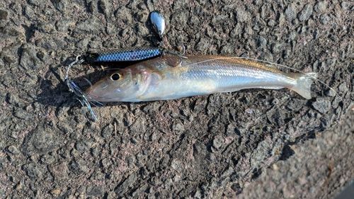 シロギスの釣果