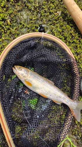 ヤマメの釣果