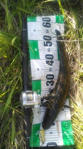 茨城県で釣れたライギョの釣り・釣果情報 - アングラーズ | 釣果600万