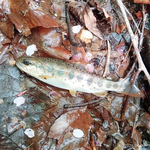 アマゴの釣果