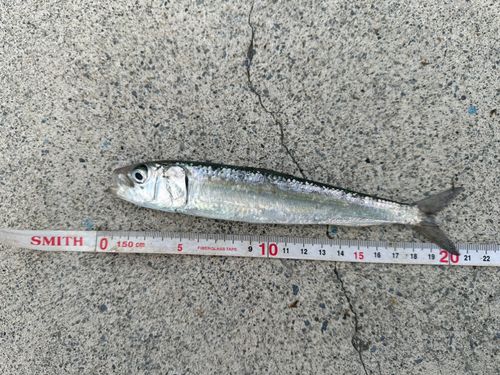 イワシの釣果