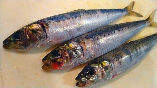 イワシの釣果