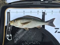 イサキの釣果