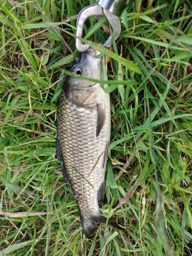 コイの釣果