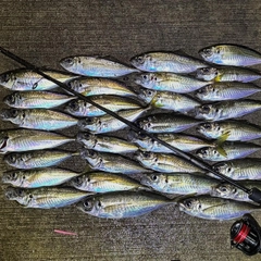 アジの釣果