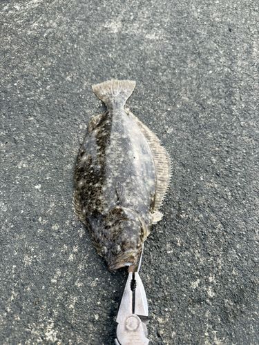 ソゲの釣果
