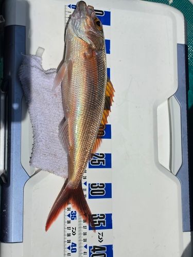 ヒメダイの釣果